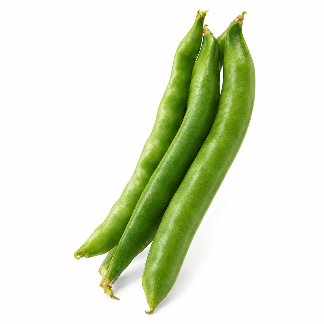 Illustration of Coco beans on a white background