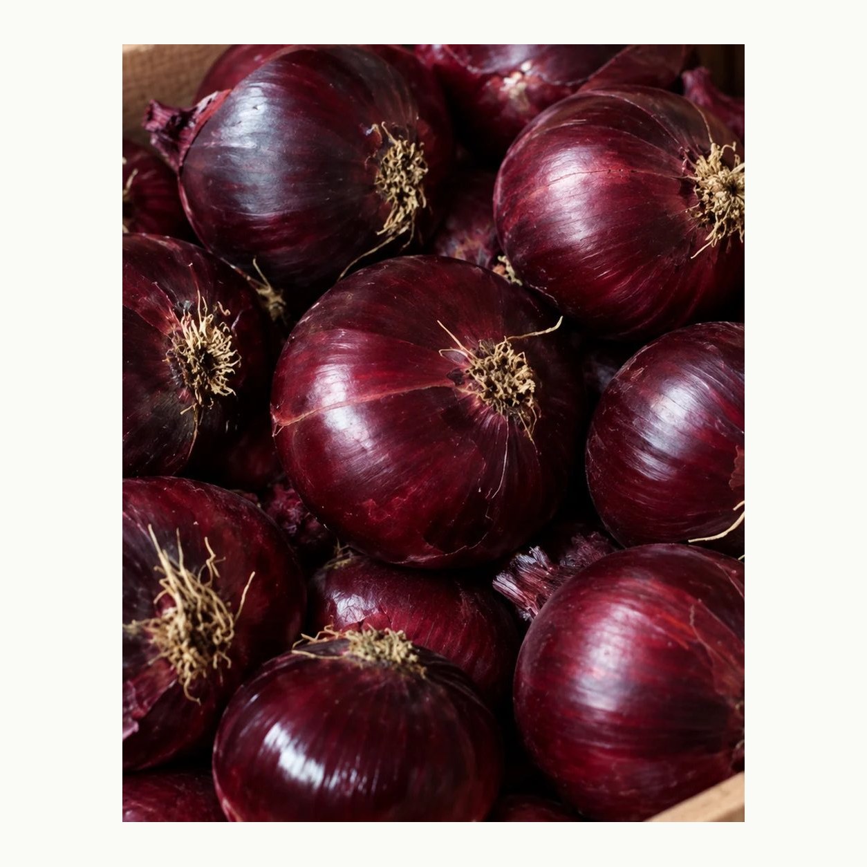 Illustration of Egyptian red onions on a white background