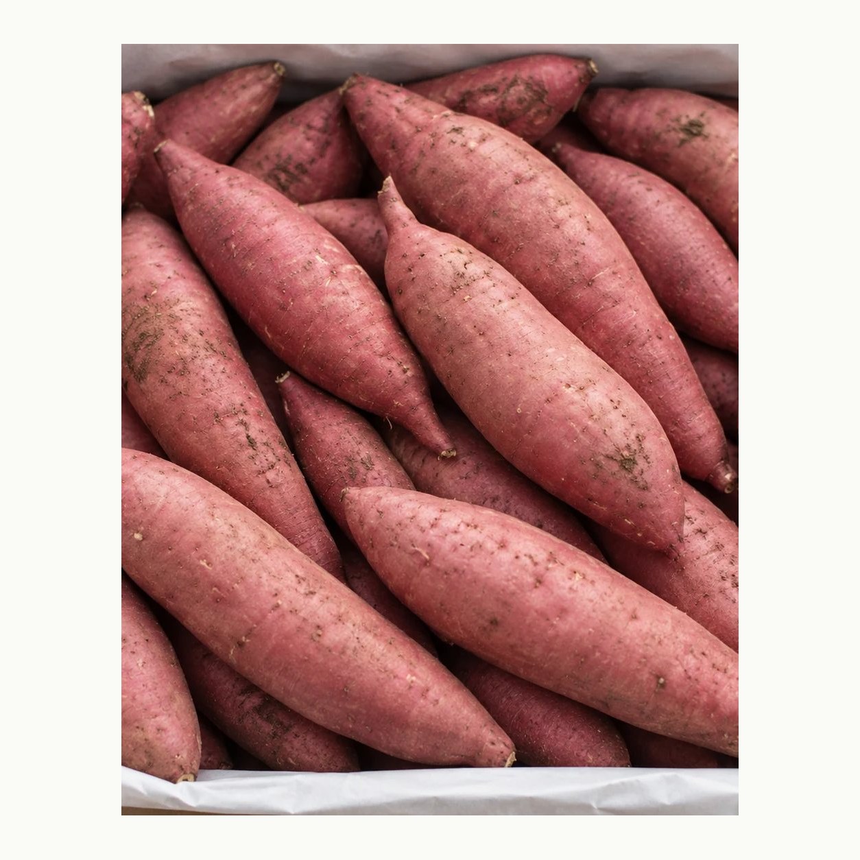 Illustration of Egyptian sweet potatoes on a white background