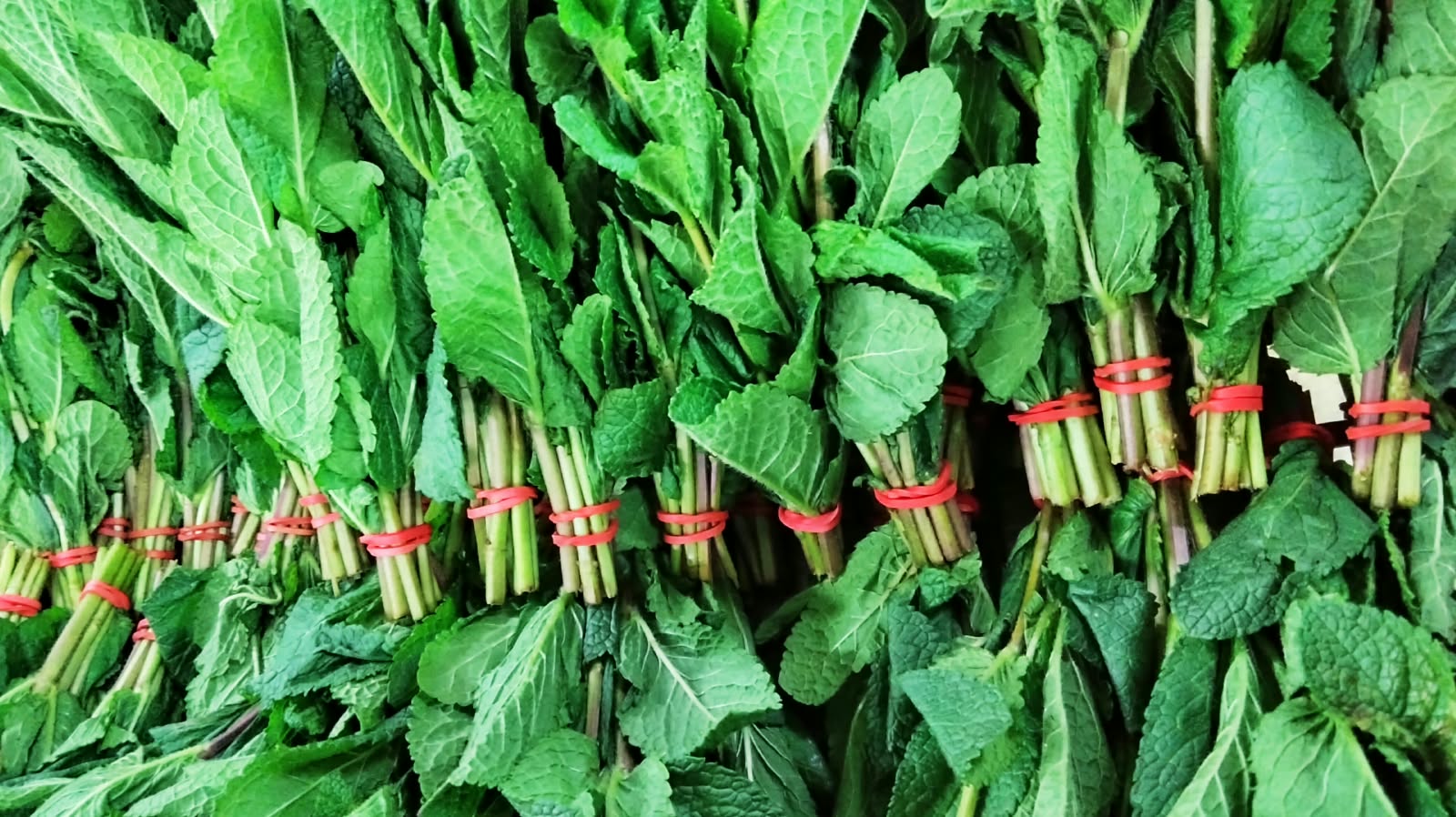 Illustration of Mint on a white background